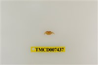 藏品(拉氏清溪蟹)的圖片